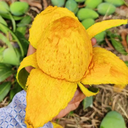 হাড়িভাঙ্গা আম (Harivanga Mango)