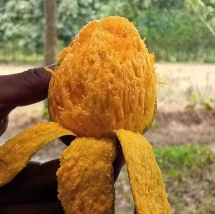 হিমসাগর আম (Himsagar Mango)